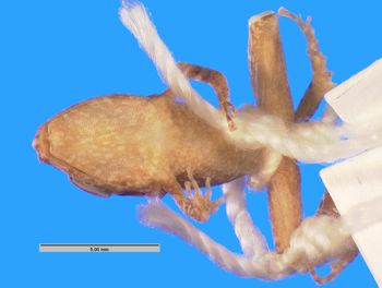 Media type: image; Herpetology A-89080